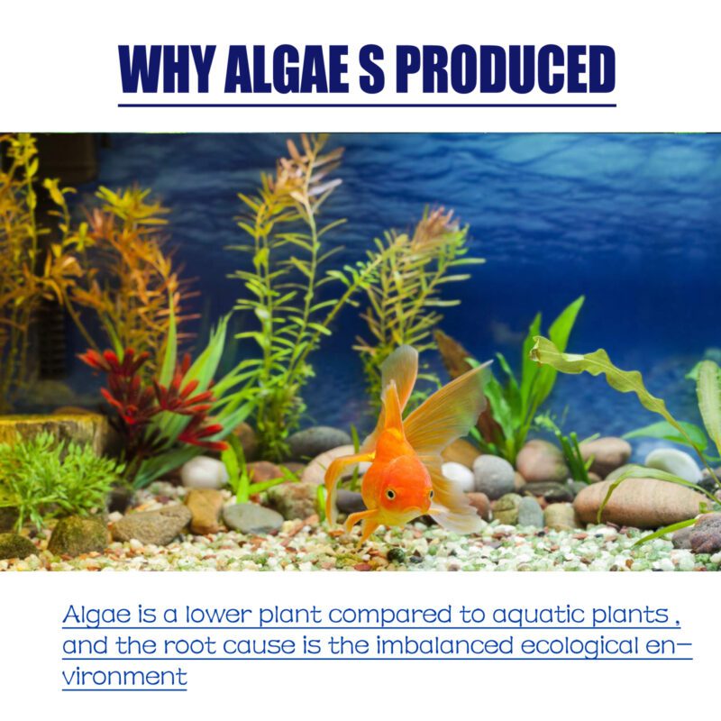 Dealgal Lichen Aquarium Algae & Moss Remover - Effective Fish Tank Cleaning Agent for Algae Removal, Moss Elimination & Green Water Algae Control - Image 6