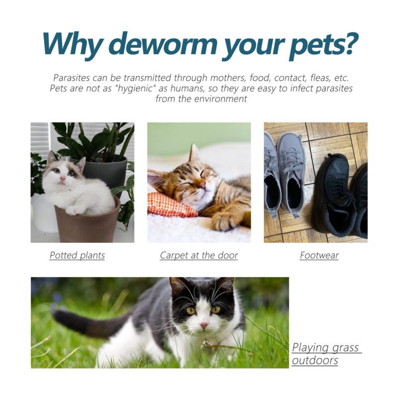 Pet Flea & Tick Defense Drops - Topical Deworming & Skin Cleansing Solution for Cats & Dogs - Image 4